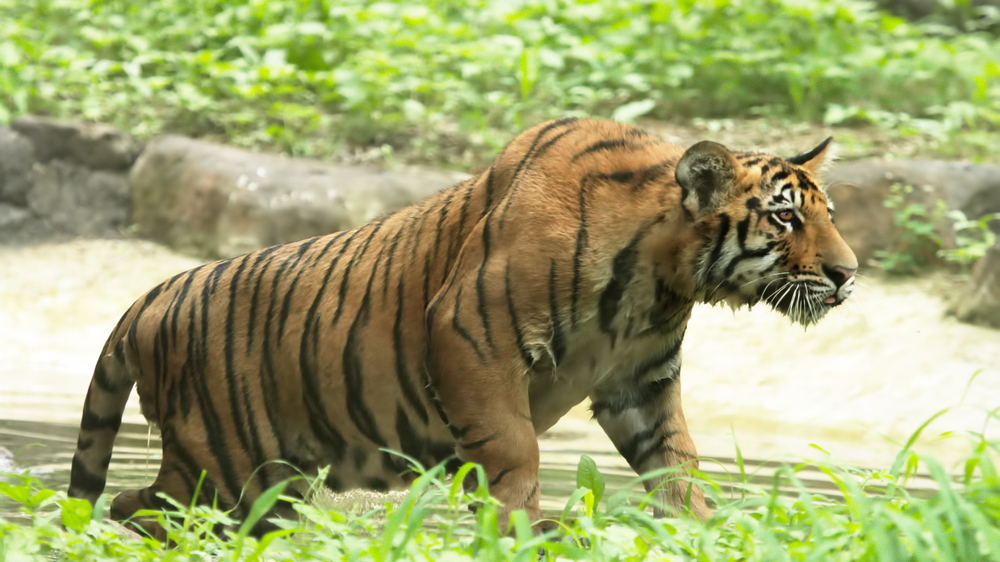 Sundarbans National Park