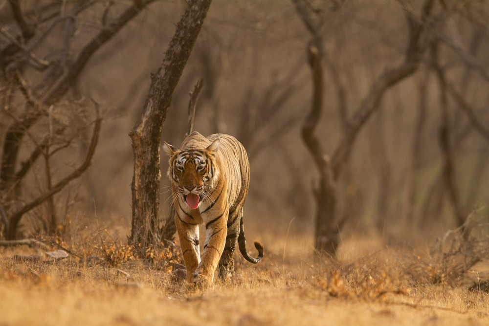 Sundarbans National Park