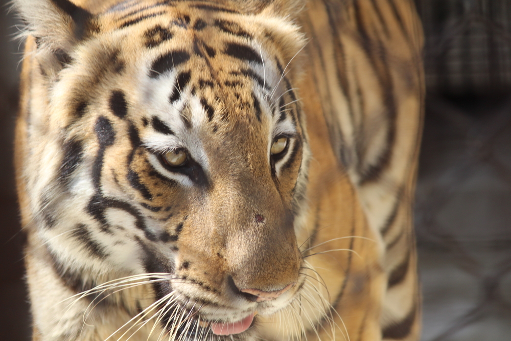 Sundarbans National Park