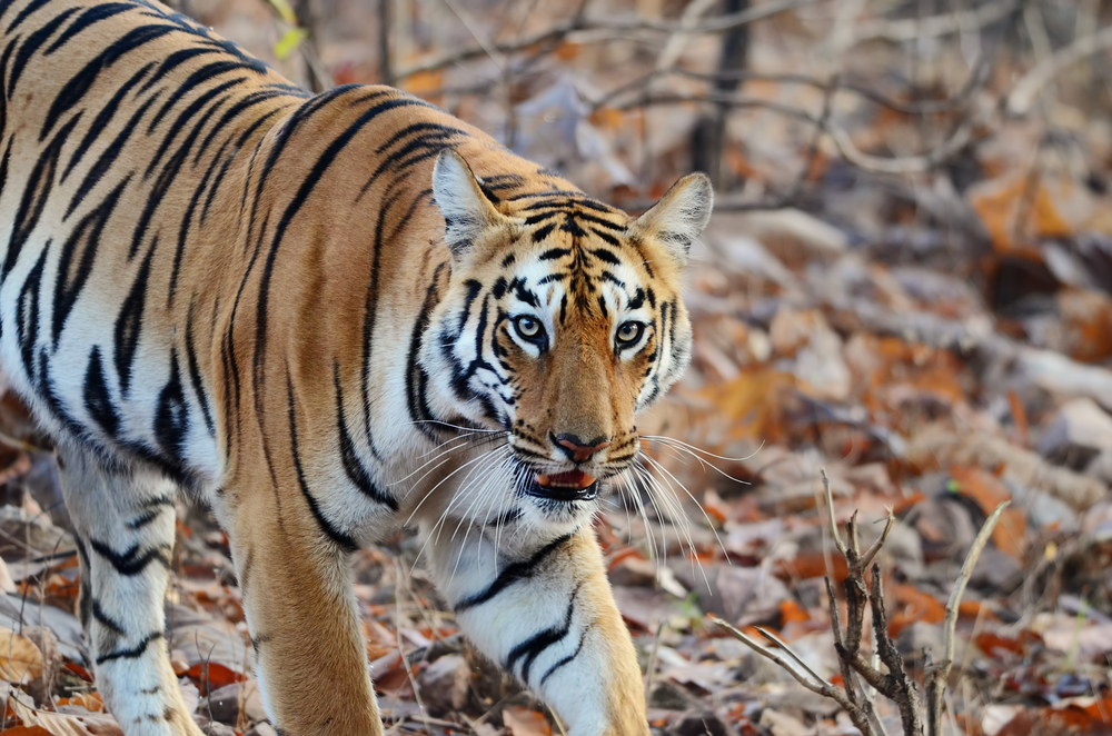 Tadoba Andhari National Park