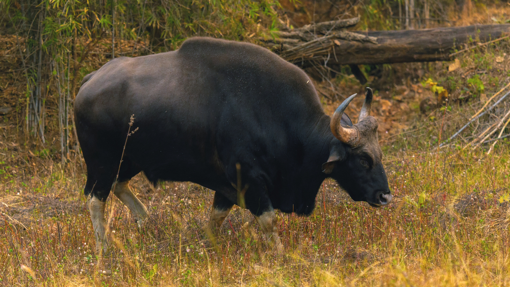 Tadoba Andhari National Park