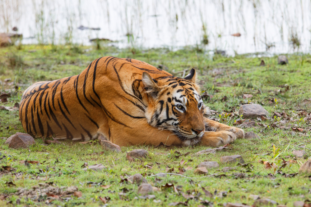 Tadoba Andhari National Park
