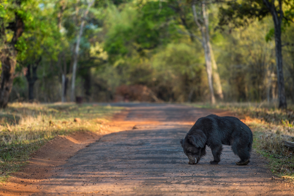 Tadoba Andhari National Park