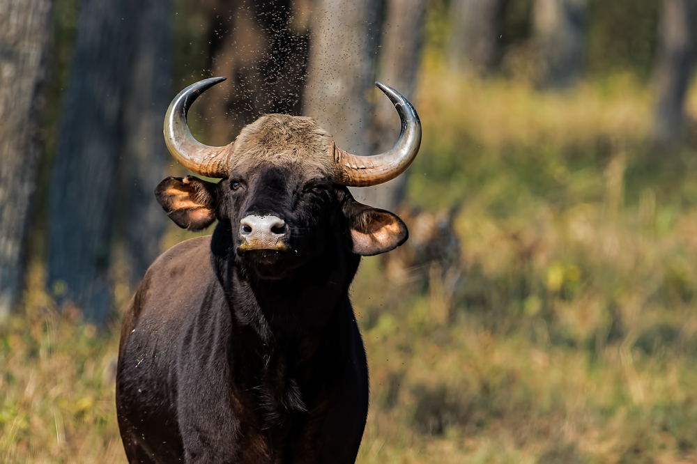 Tadoba Andhari National Park
