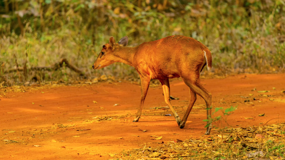 Tadoba Andhari National Park