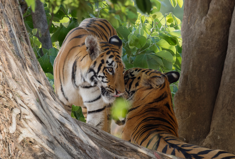 Tadoba Andhari National Park