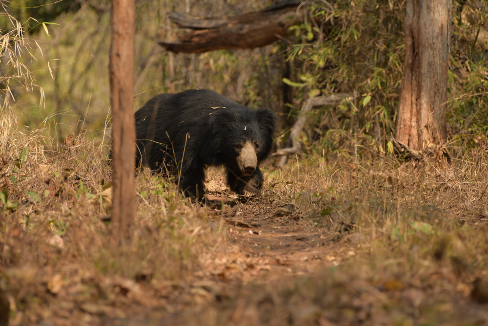Tadoba Andhari National Park