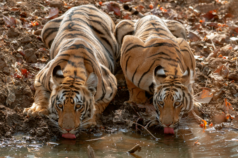 Tadoba Andhari National Park