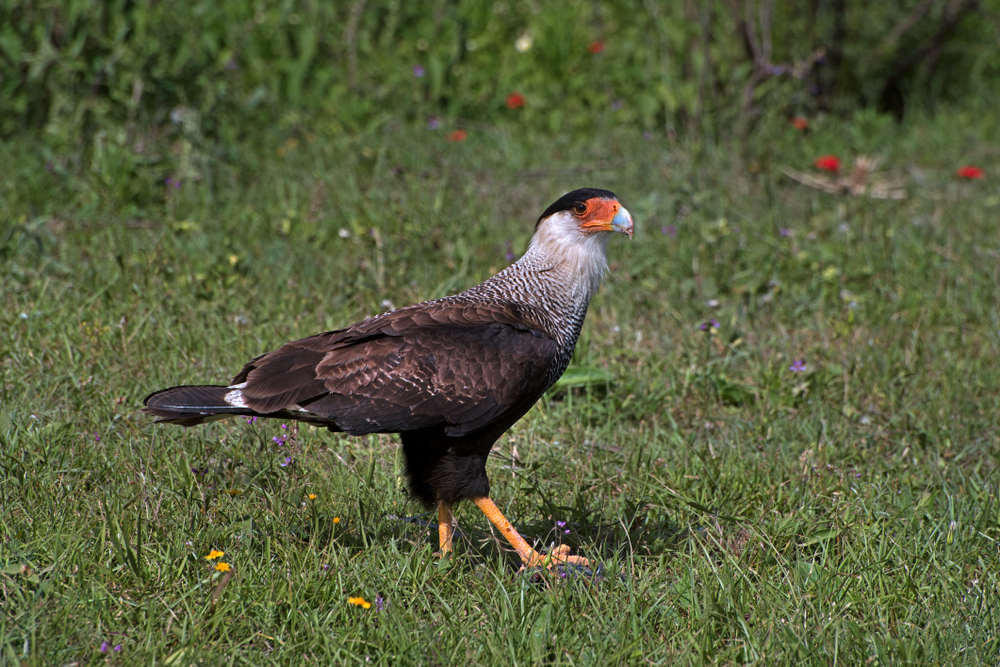 El Palmar National Park