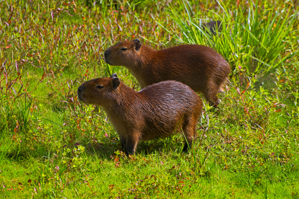 El Palmar National Park