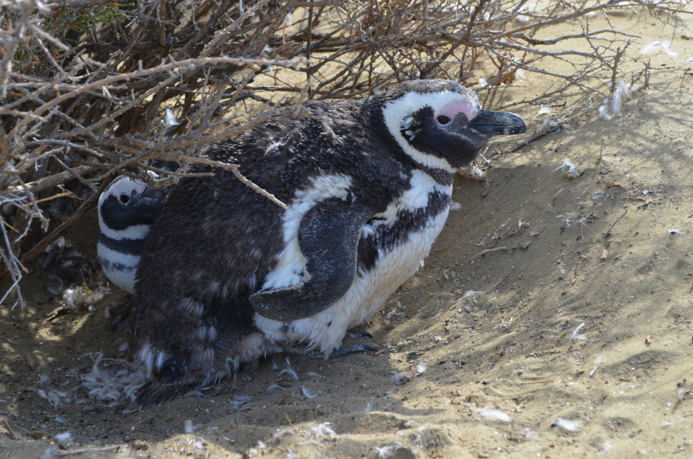 Monte Leon National Park