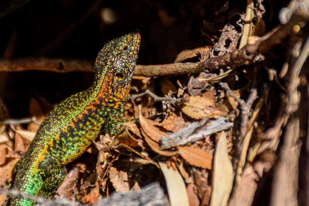 Nahuel Huapi National Park