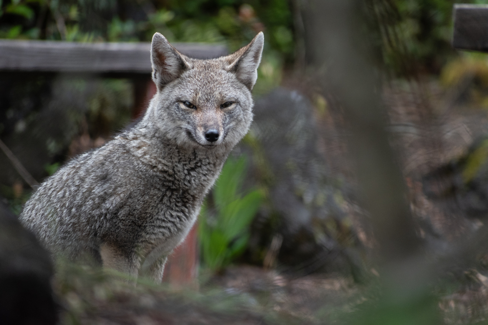 Vicente Perez Rosales National Park