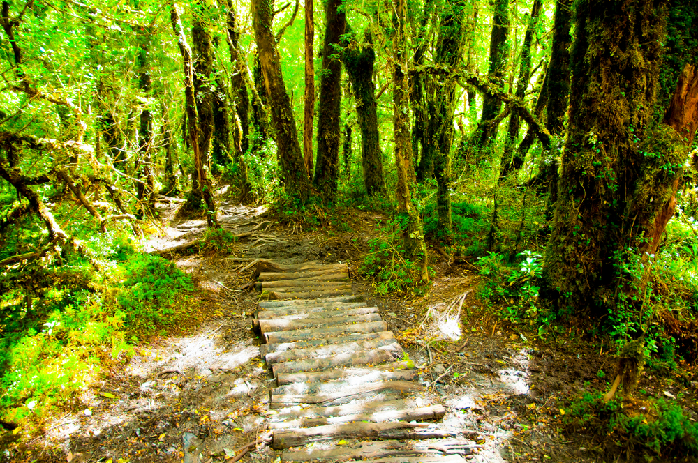 Queulat National Park