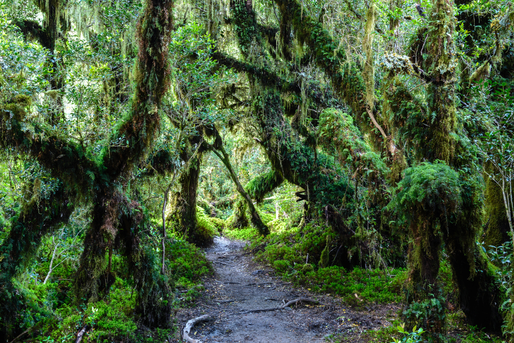 Queulat National Park