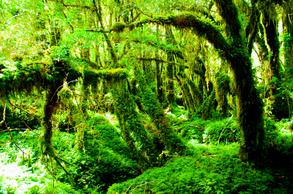 Queulat National Park