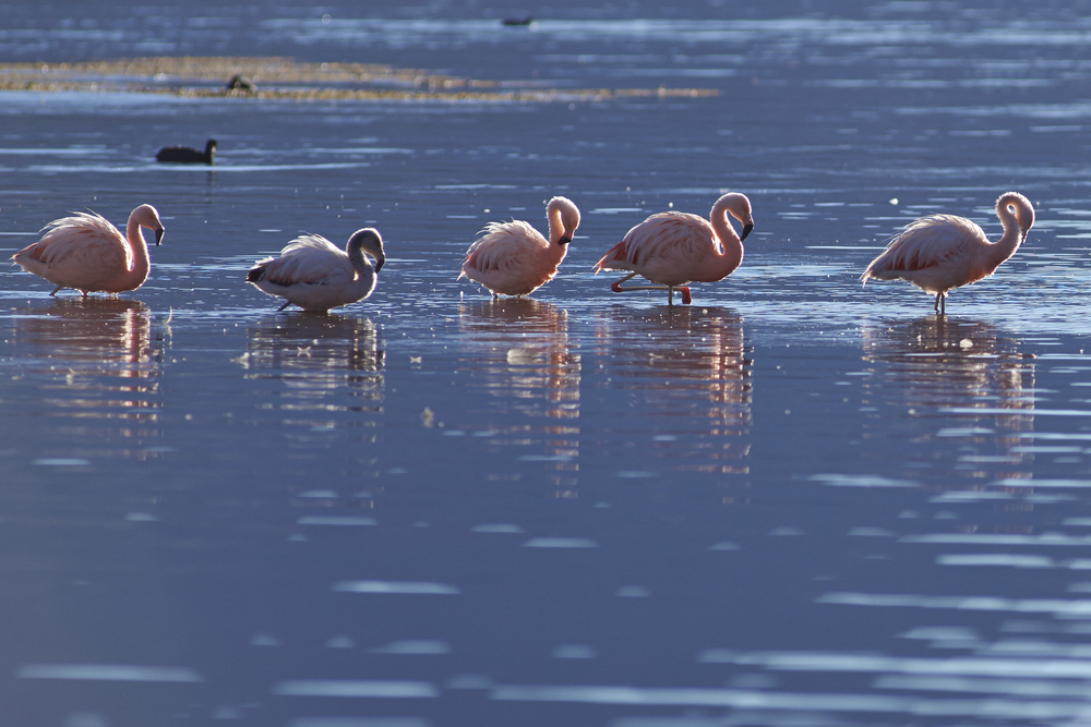 Lauca National Park
