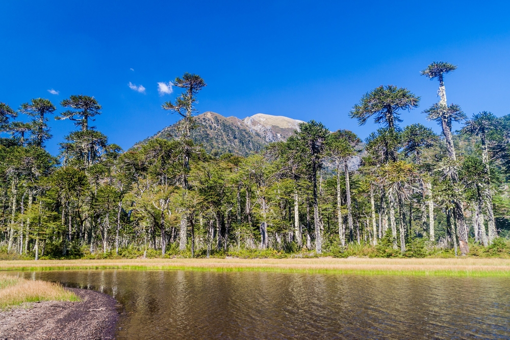 Huerquehue National Park