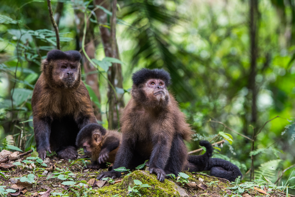 Itatiaia National Park