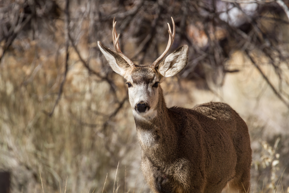 Capitol Reef National Park