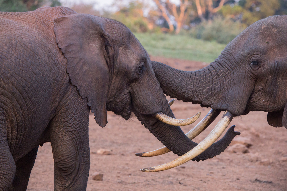 Aberdare National Park