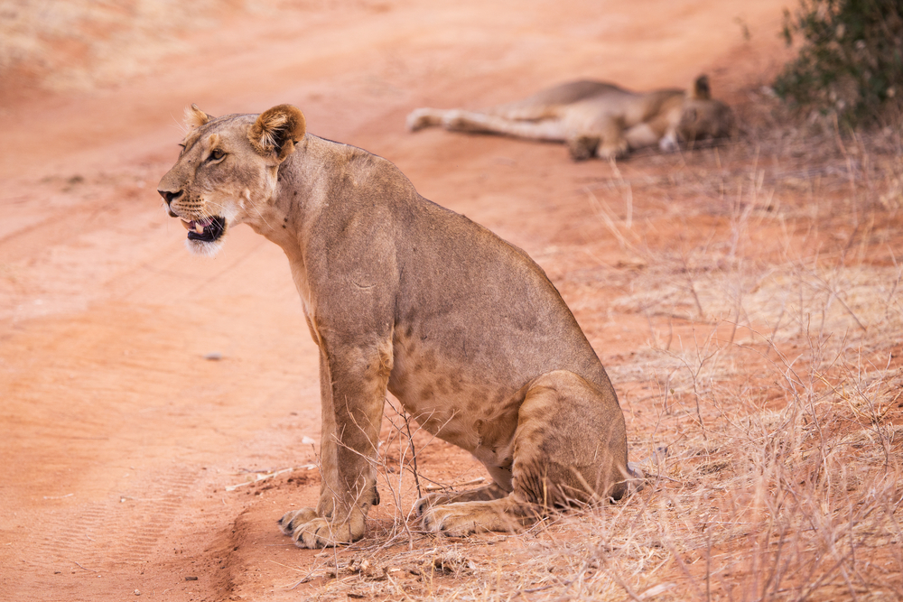 Aberdare National Park