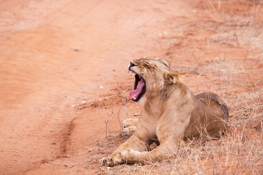 Aberdare National Park