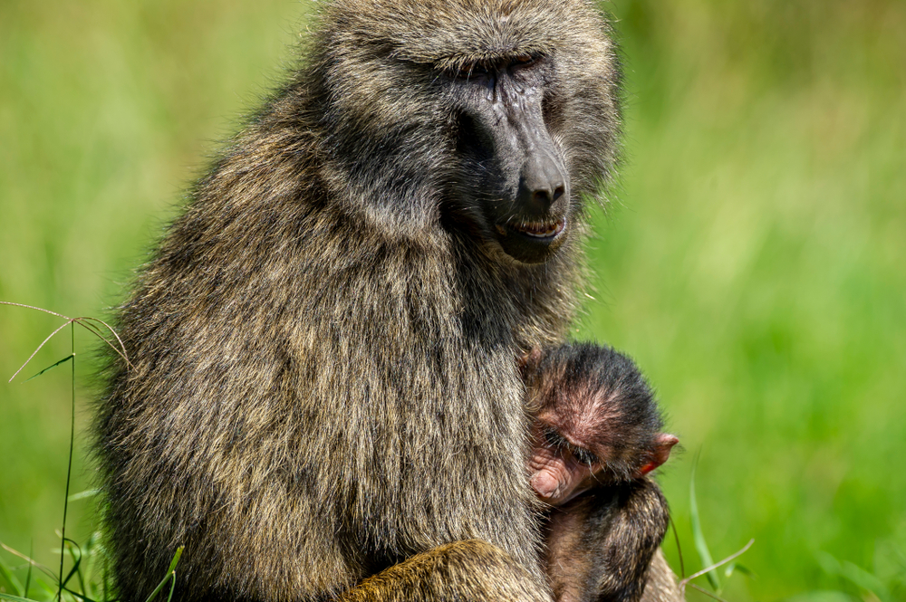 Aberdare National Park