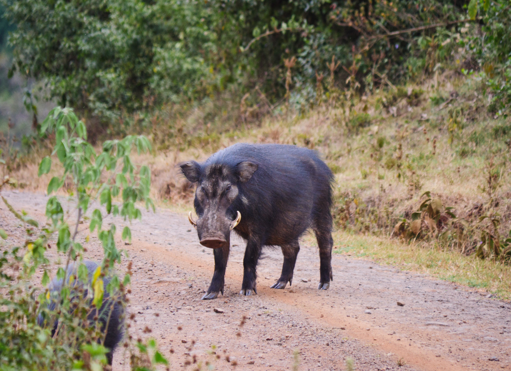 Aberdare National Park