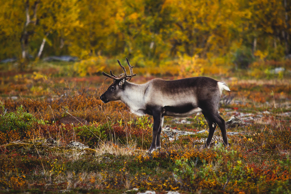 Abisko National Park