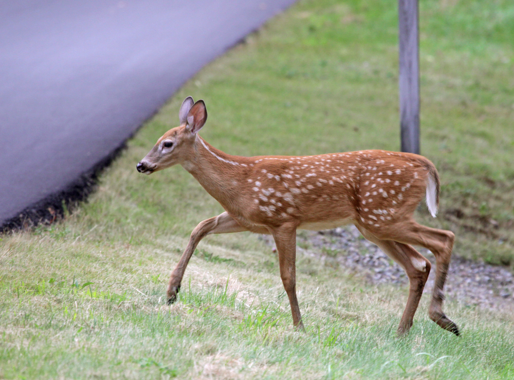 Acadia National Park