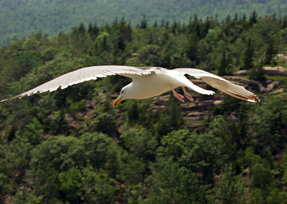 Acadia National Park