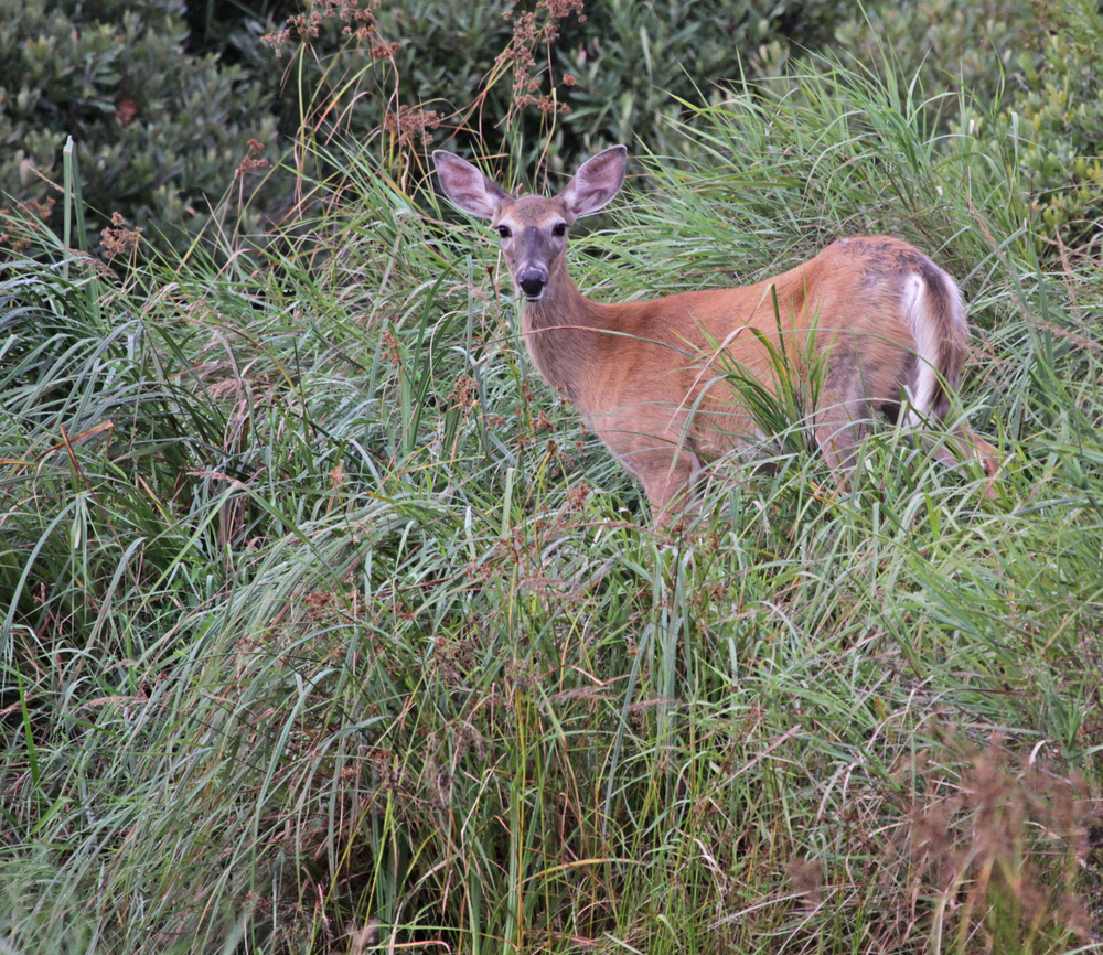 Acadia National Park