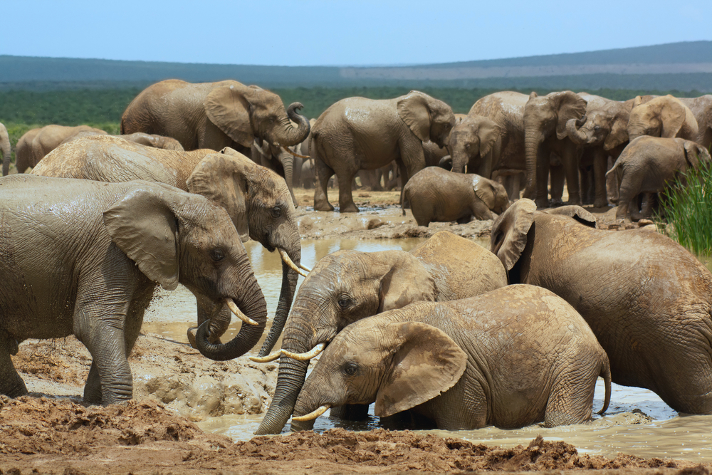 Addo Elephant National Park