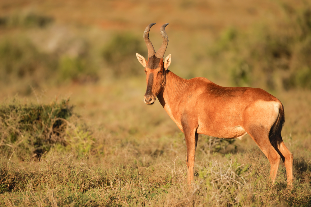 Addo Elephant National Park