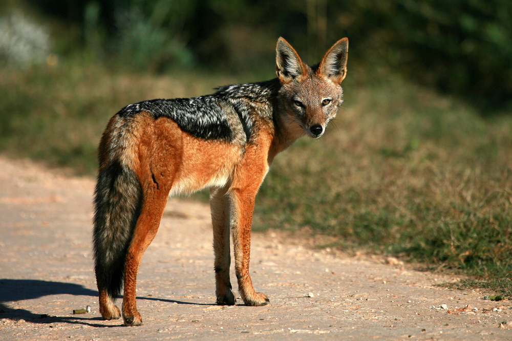 Addo Elephant National Park