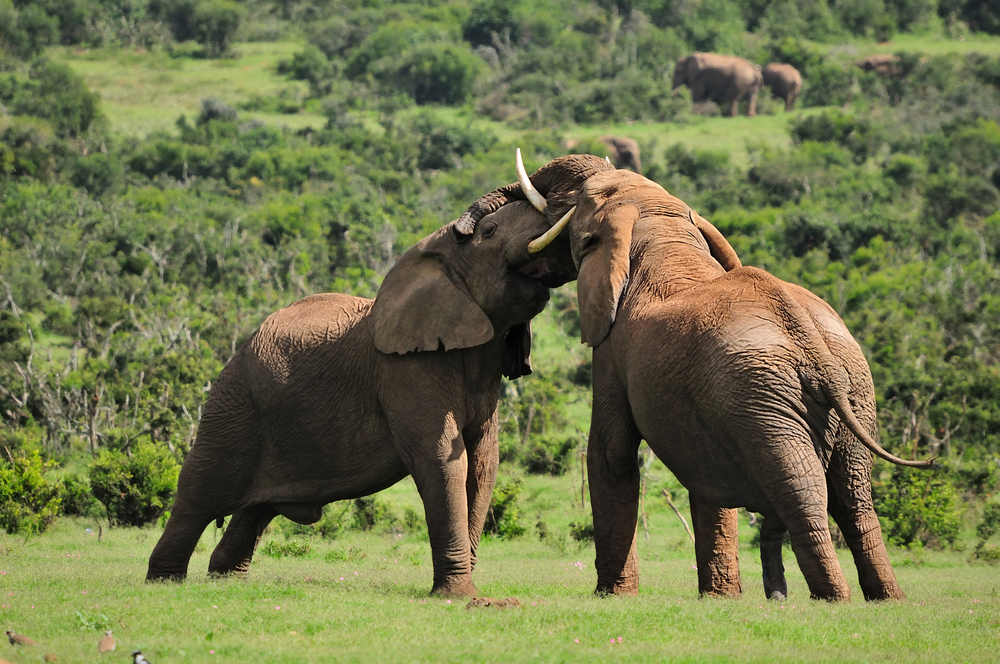 Addo Elephant National Park