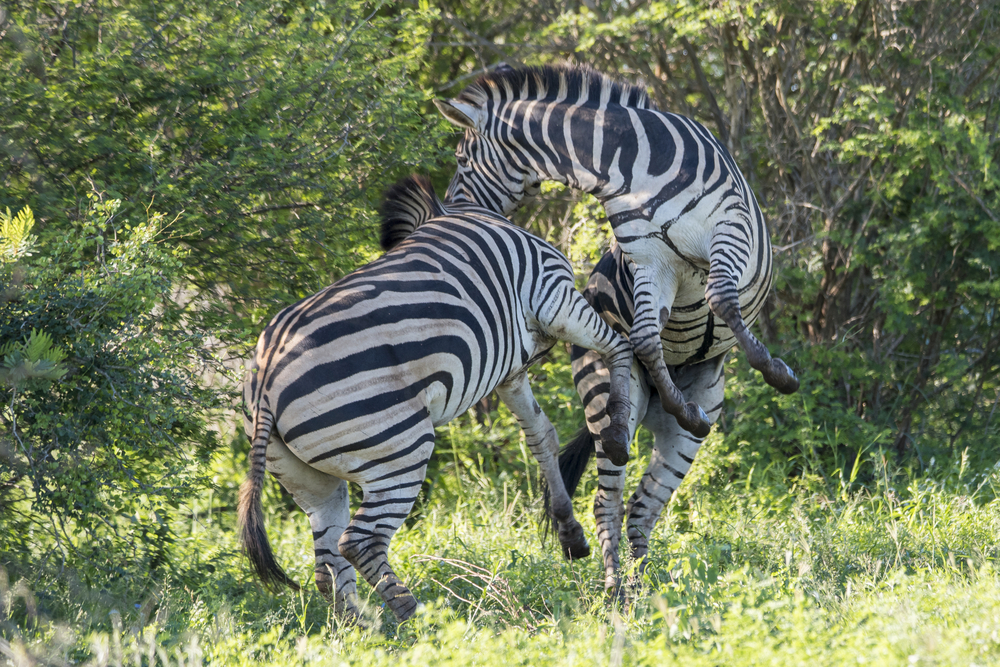 Addo Elephant National Park