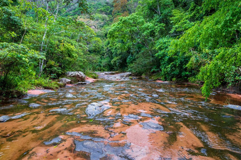Amboro National Park