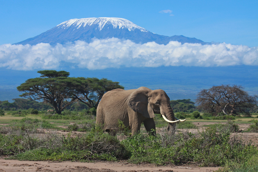 Amboseli National Park