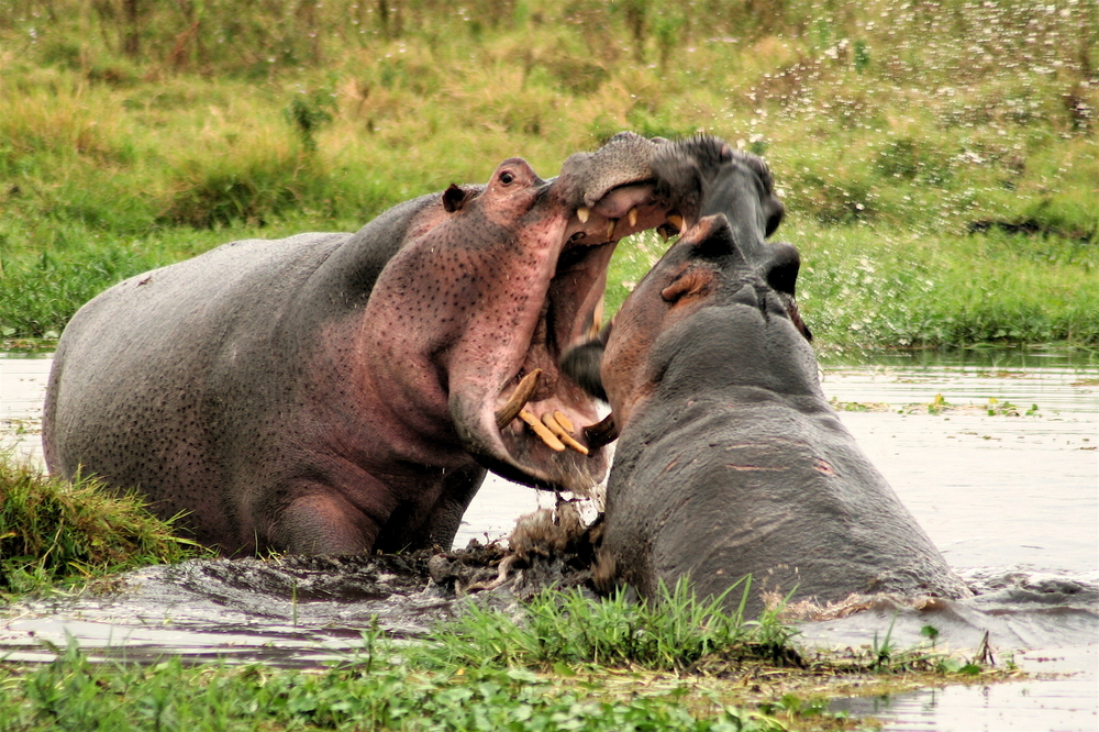 Amboseli National Park