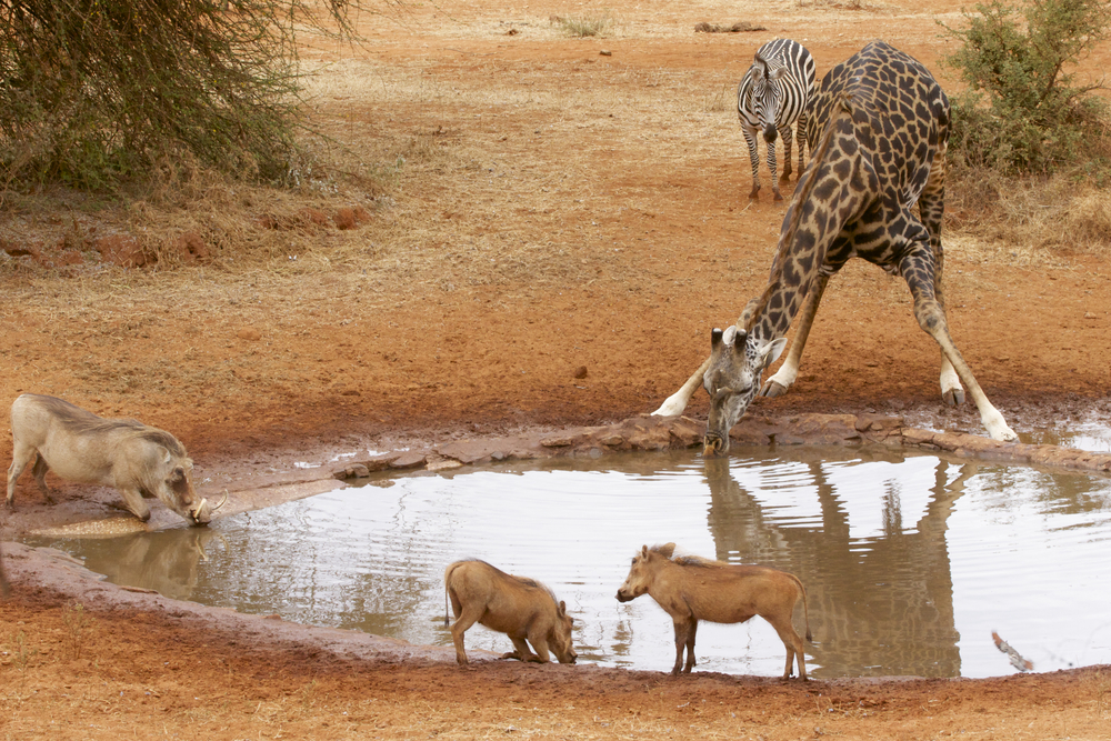 Amboseli National Park