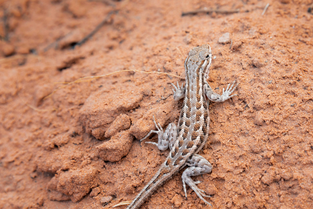Arches National Park