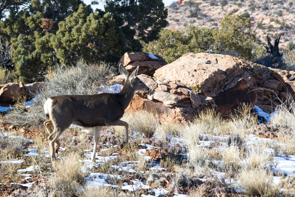 Arches National Park