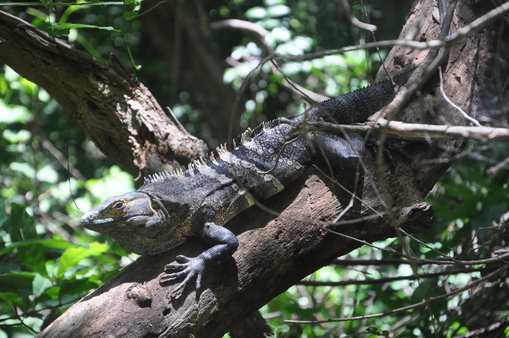 Arenal Volcano National Park