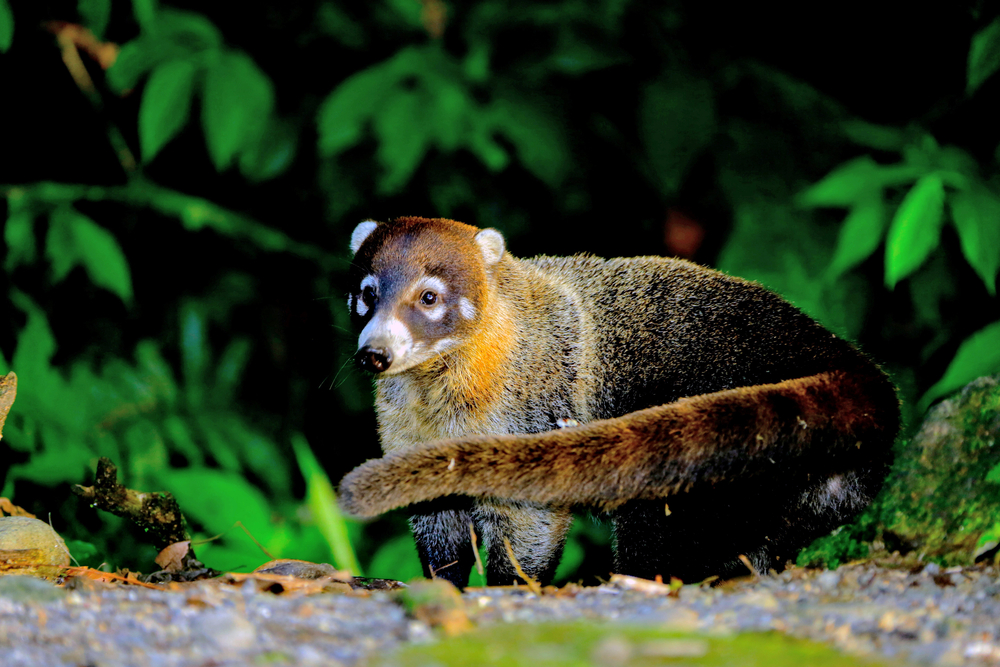 Arenal Volcano National Park