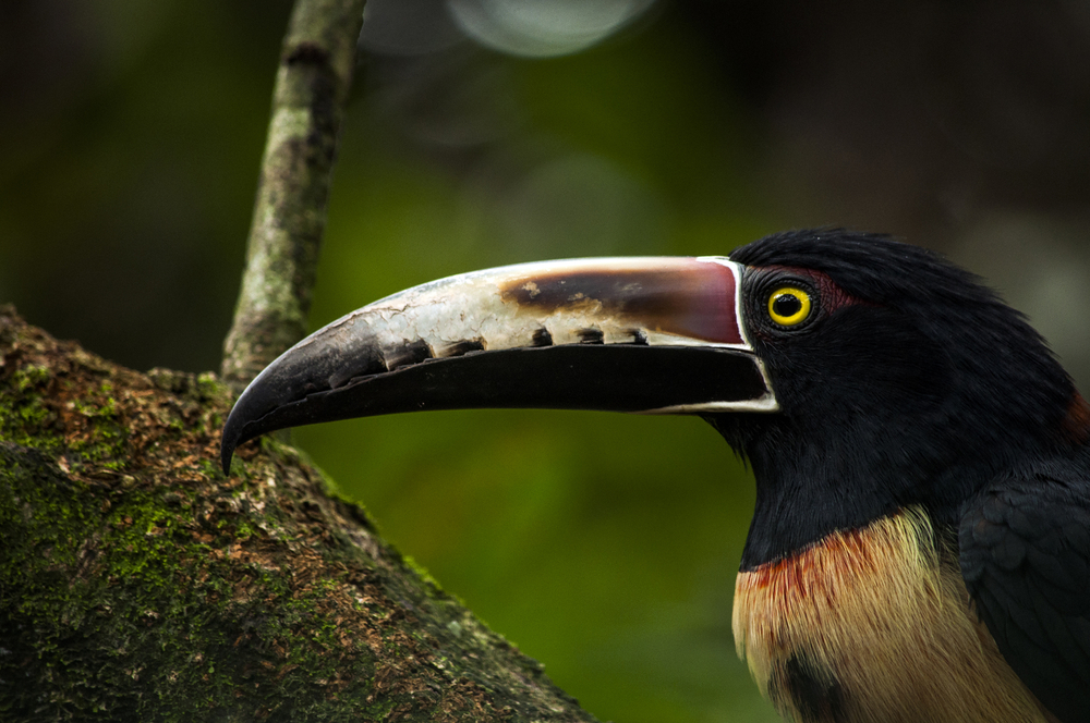 Arenal Volcano National Park