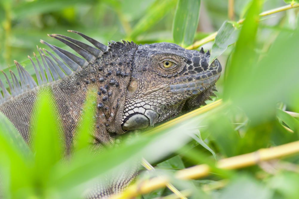 Arenal Volcano National Park