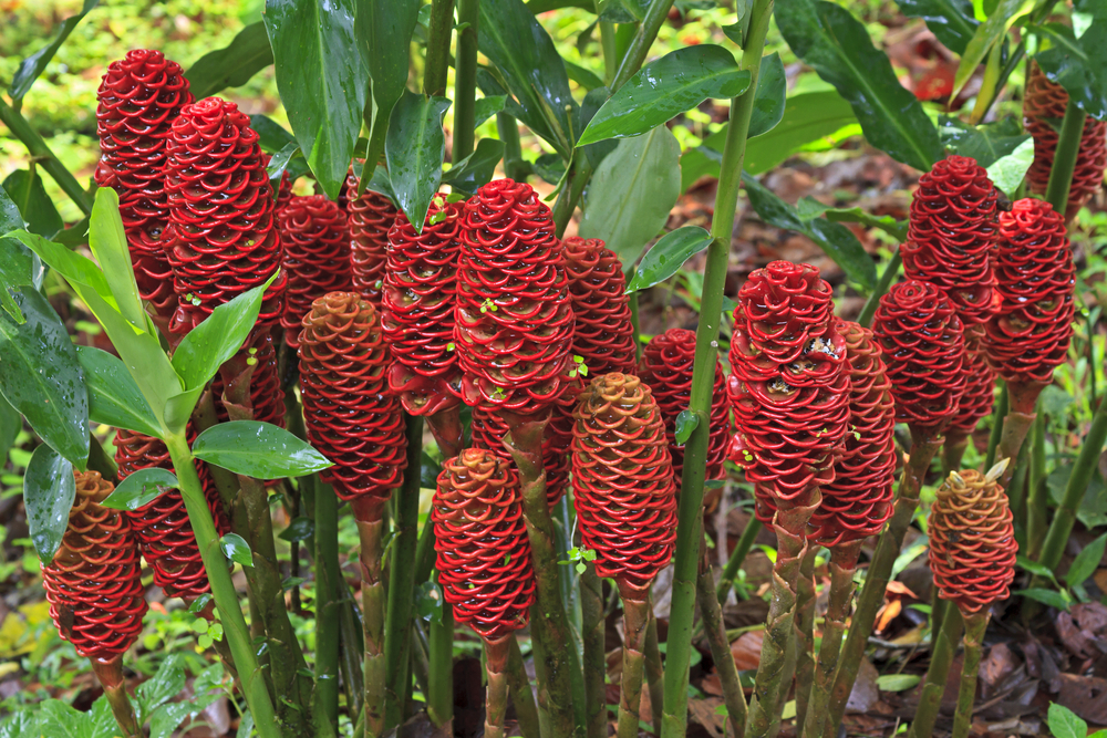 Arenal Volcano National Park