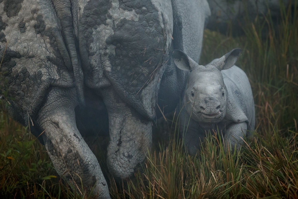 Kaziranga National Park